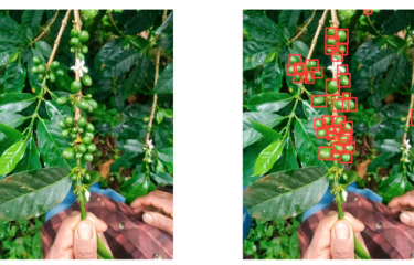 Recuento de los frutos del café a escala geográfica con smartphones e inteligencia artificial